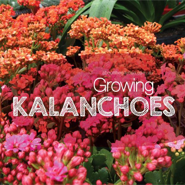 Growing KalanchoeKaleidoscope - Sungrown Nursery gardening toowoomba