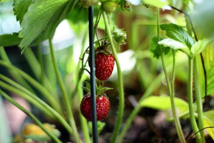 Growing Strawberries At Home - Fruits Garden Toowoomba