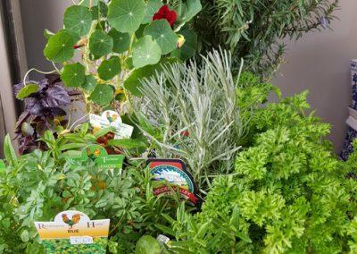 Herbs - Sungrown Nursery Plants vegetable garden toowoomba