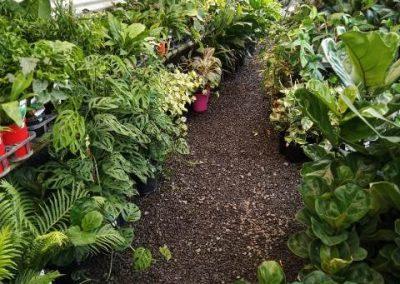 New Arrivals - Sungrown Nursery Plants Toowoomba 11