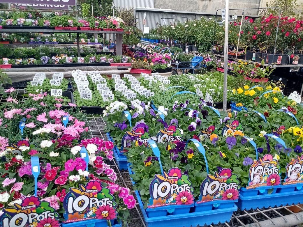 Buy Seedling and Herbs for Your Vegetable Garden Toowoomba 03