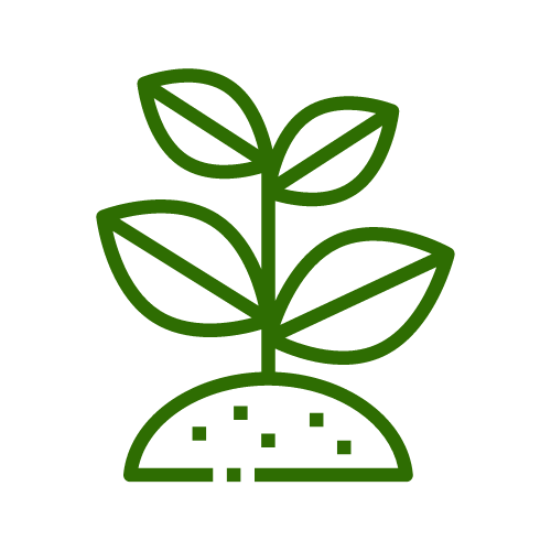 Seedlings Veggies - Sungrown Nursery Toowoomba