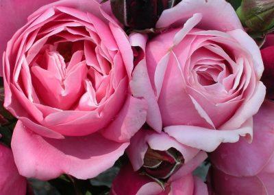 Soeur Emmanuel - potted roses toowoomba
