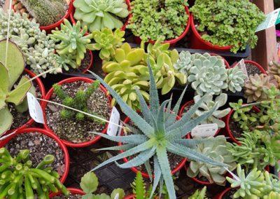 Succulents and Cactus - Sungrown Nursery Plants vegetable garden toowoomba
