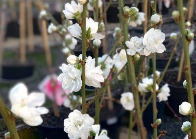 Sungrown Nursery Ornamental Trees garden centre toowoomba (3)