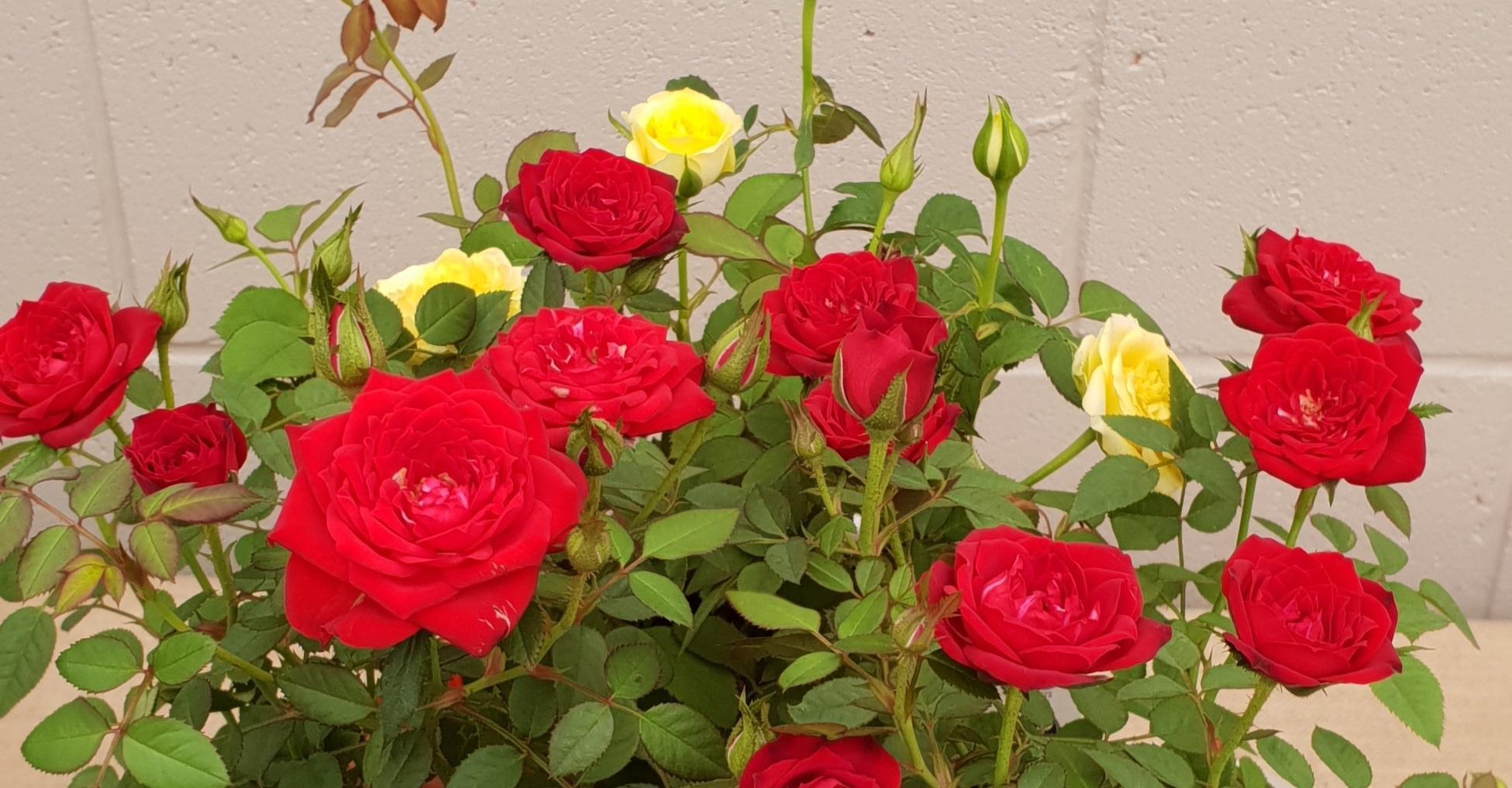 Buy Seedling and Herbs for Your Vegetable Garden Toowoomba 03