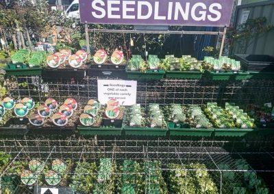 Buy Seedling and Herbs for Your Vegetable Garden Toowoomba 03