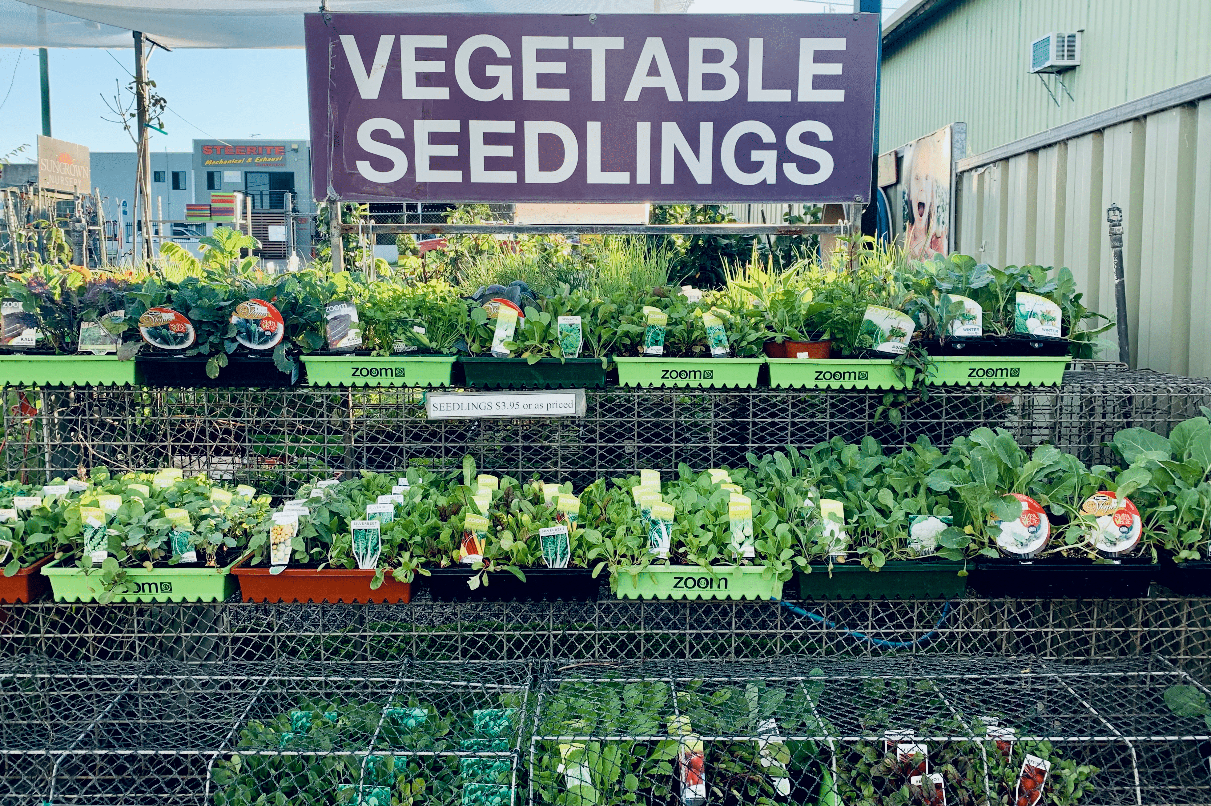 vegetable seedlings picture 1