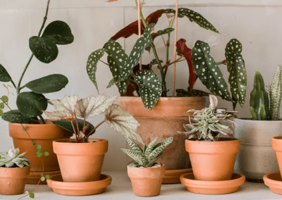 Sungrown Nursery Indoor and Succulent plants 01