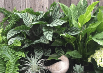 Sungrown Nursery Indoor and Succulent plants 04
