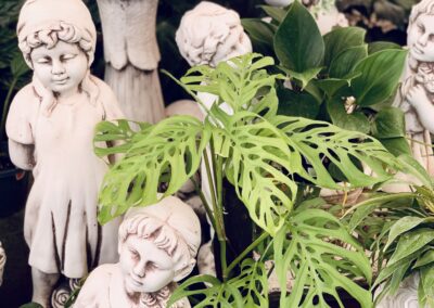 Sungrown Nursery Statue Pots & Gift Ware herbs toowoomba 05