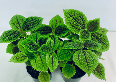 our-gallery_-pic-2-400x284