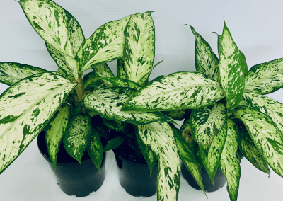 our-gallery_-pic-3-400x284