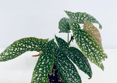 our-gallery_-pic-4-400x284