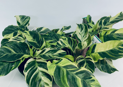 our-gallery_-pic-5-400x284