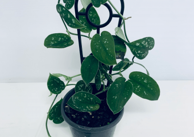 our-gallery_-pic-6-400x284