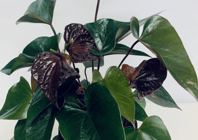 our-gallery_-pic-7-400x284